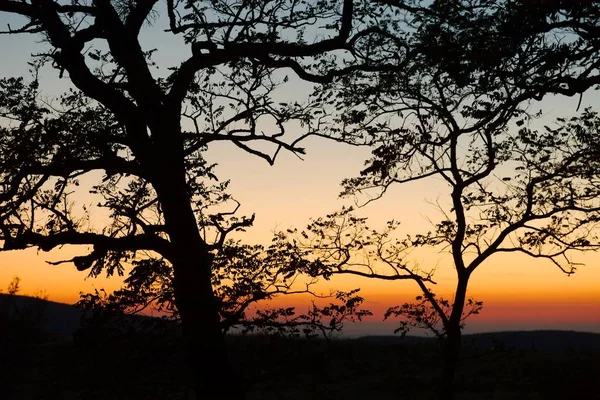 Silhouettes d'arbres nus — Photo