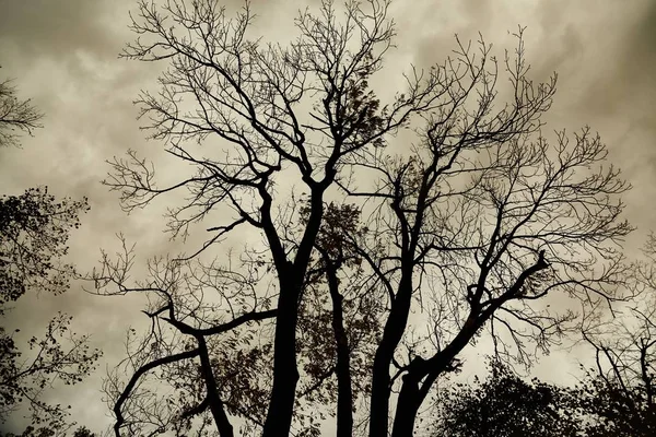 Ramas de árboles desnudos — Foto de Stock