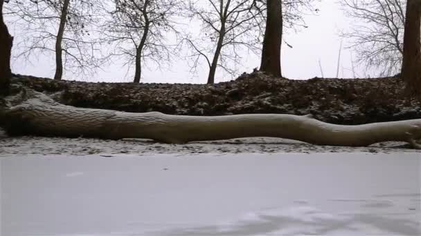 Ridning sledge på snö — Stockvideo