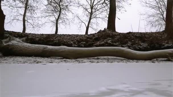 Cabalgando en trineo sobre nieve — Vídeo de stock