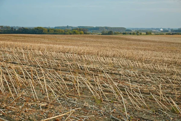 Mezőgazdasági betakarított mező — Stock Fotó