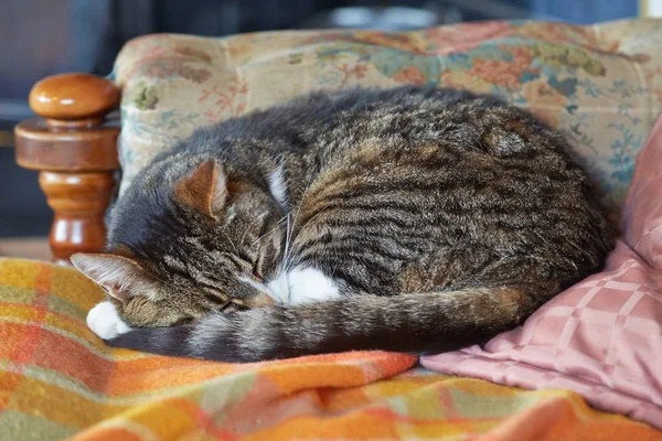 Gato durmiendo en un sofá — Foto de Stock