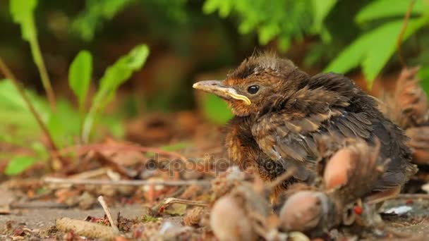 Młody noworodek ptak siedzę na ziemi — Wideo stockowe