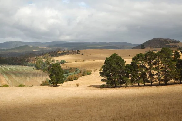 Vallei in Tasmanië — Stockfoto