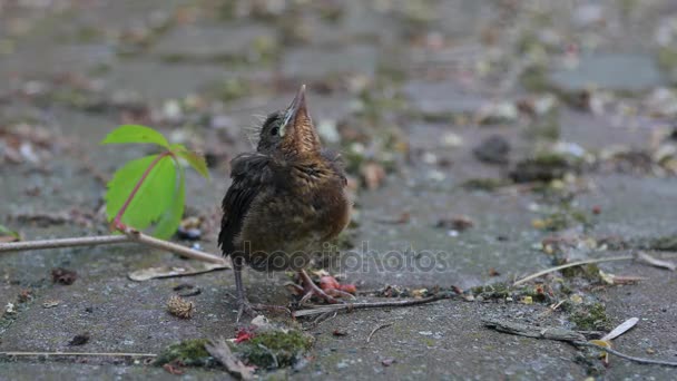 Jungvogel wird gefüttert — Stockvideo