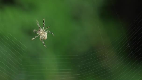 Örümcek web yapma — Stok video