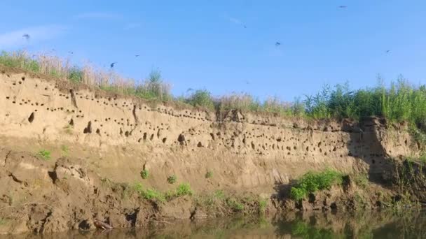 Colónia de aves martin de areia — Vídeo de Stock