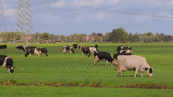 Cows on a farm — Stock Video