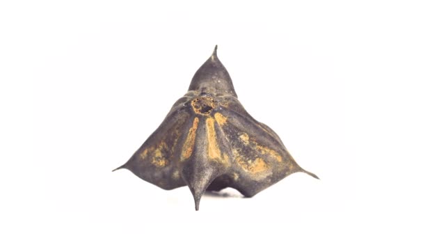 Graine caltrop d'eau 