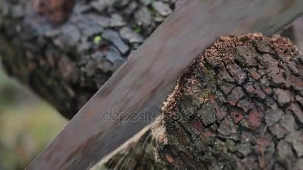 Styckning trä med såg — Stockvideo