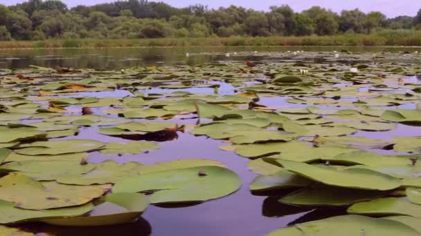 Wasseroberfläche mit Pflanzen, Bewegungsaufnahme — Stockvideo