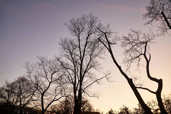 裸の木の枝 — ストック写真