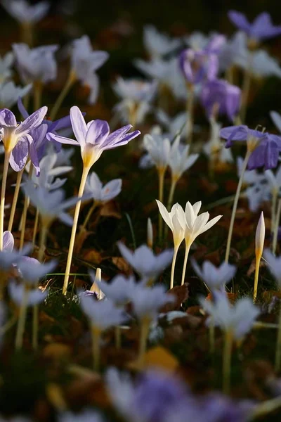 Flowers in breeze — Stock Photo, Image