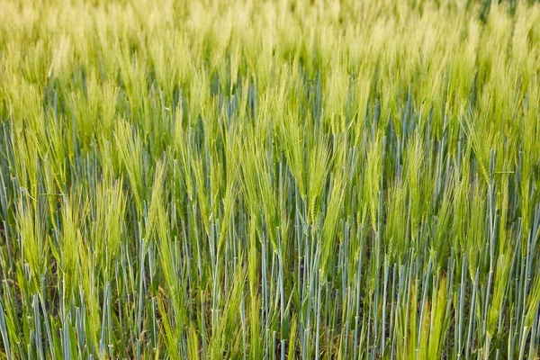 Wheat field closeup — Stock Photo, Image