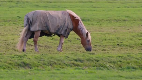 Koń na farmie — Wideo stockowe