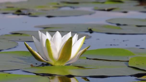 White Water Lily — Stock Video