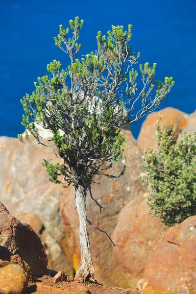 Baum auf Ozeanklippe — Stockfoto