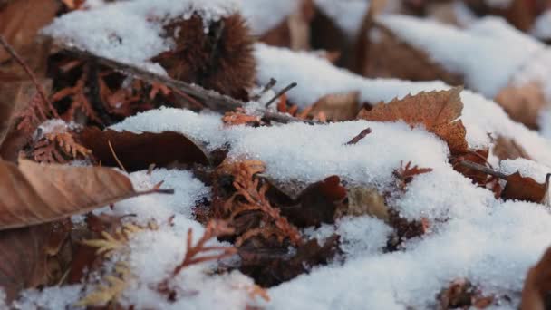 Nahaufnahme vom Schneeschmelzen — Stockvideo