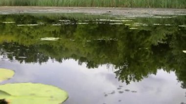 Su yüzeyi ile bitkiler, hareket atış