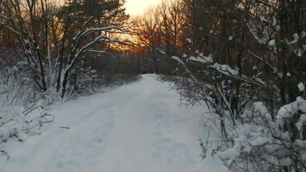 Camino del bosque de invierno — Vídeos de Stock