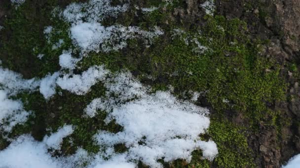 Nahaufnahme vom Schneeschmelzen — Stockvideo