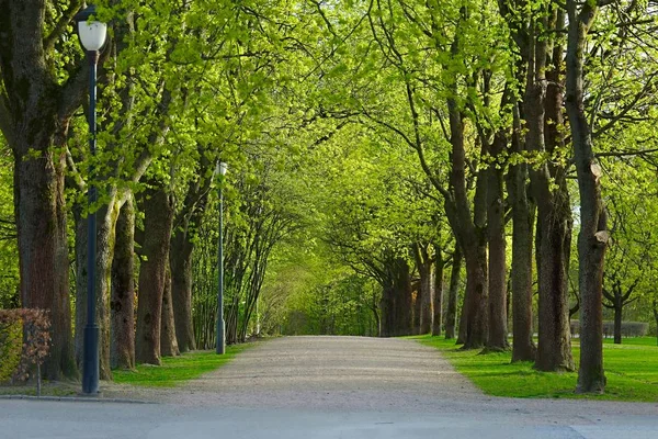 PArk con linea di alberi — Foto Stock