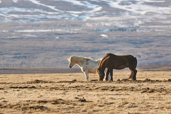 Pastoreo de caballos en Islandia — Foto de Stock