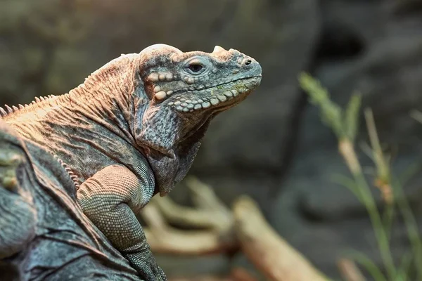 Leguan in Ruheposition — Stockfoto