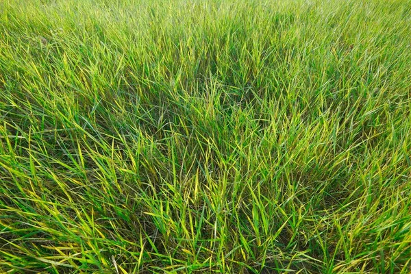 Зеленое травяное поле — стоковое фото