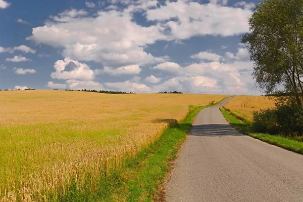 Weg door landbouwgrond — Stockfoto