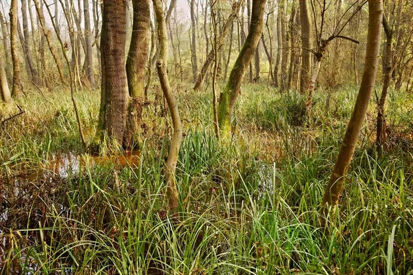 Swamps with trees — Stock Photo, Image