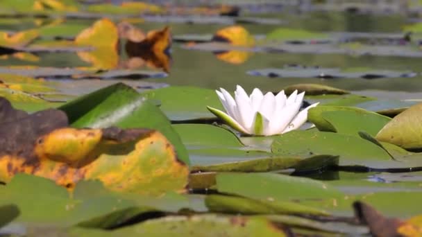 White Water Lily — Stock Video