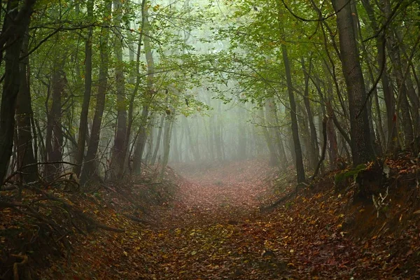 안개가 자욱 한 숲 길 — 스톡 사진