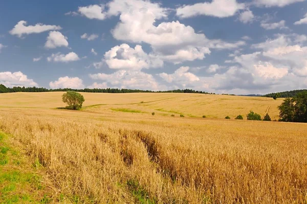 Búza mező részletezése — Stock Fotó