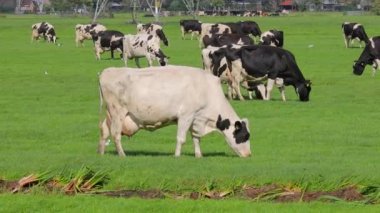 Çiftlikteki inekler