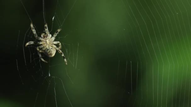Araignée faisant sa toile 
