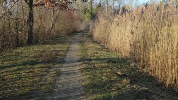 Caminar por el parque — Vídeo de stock