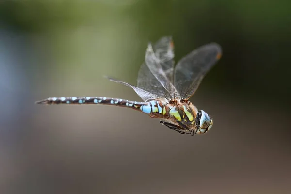 Dragonfly in flight — Stock Photo, Image