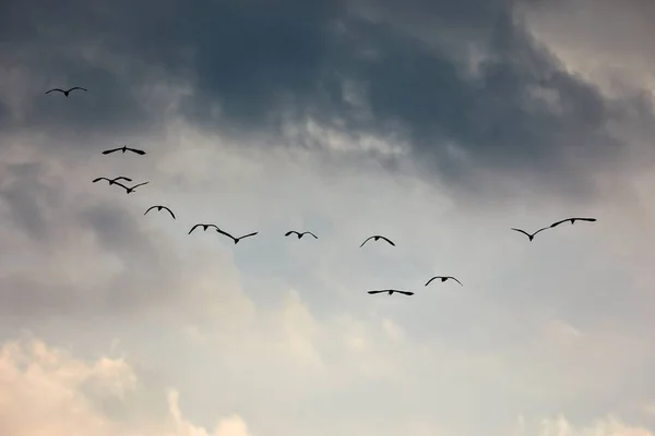 Πουλιά που πετούν στο λυκόφως — Φωτογραφία Αρχείου