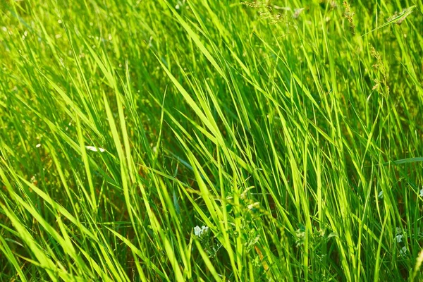 Campo de hierba verde —  Fotos de Stock