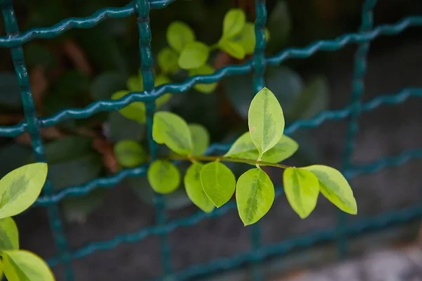 Hojas verdes creciendo — Foto de Stock