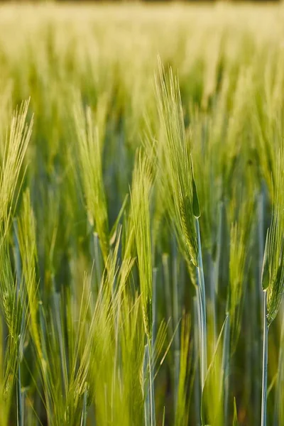 Zbliżenie pola pszenicy — Zdjęcie stockowe