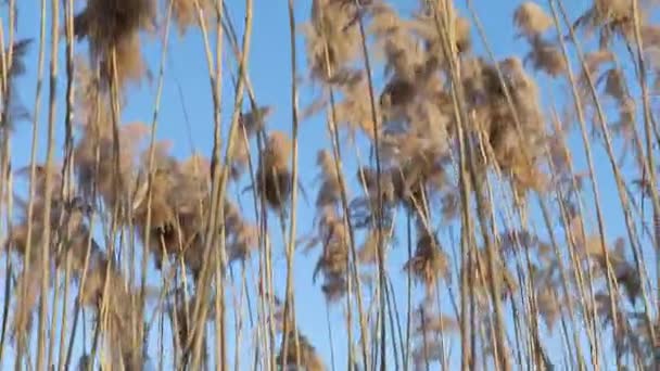 Caña en un lago — Vídeo de stock