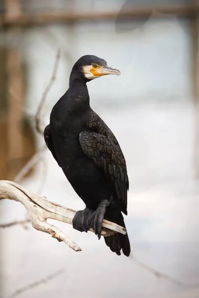 Cormoranes en árbol desnudo — Foto de Stock