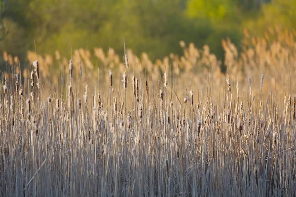 Bulrush à beira do lago — Fotografia de Stock