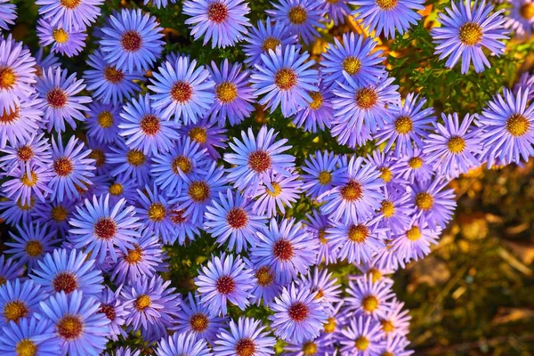 Small Prurple Flowers — Stock Photo, Image