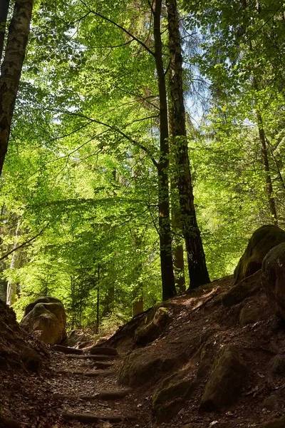 Forest walking route — Stock Photo, Image