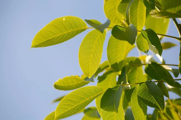 Foglie di un albero di noce — Foto Stock