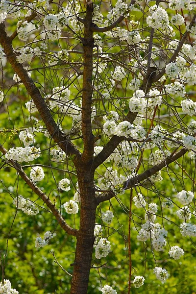 Floraison printanière des arbres — Photo