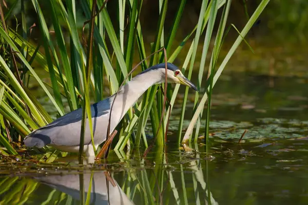 Rybaření ptáků v jezeře — Stock fotografie